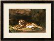 Portrait Of The Royal Tiger, Circa 1770 by George Stubbs Limited Edition Print