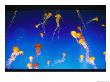 Jellyfish Exhibit At The Montery Bay Aquarium by Phil Schermeister Limited Edition Print