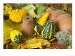 An Arrangement Of Gourds, Terracotta Pots And Autumn Leaves by Mark Bolton Limited Edition Pricing Art Print