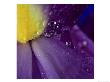 Extreme Close-Up Of Water Droplets On Blue Iris Flower by James Guilliam Limited Edition Print