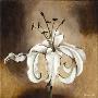 White Lily I by Tiffany Budd Limited Edition Pricing Art Print