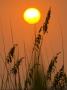 Photo_Rp_30X45_Vbp2a-P by Brian Gordon Green Limited Edition Pricing Art Print
