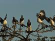 Grey Headed Bush Shrikes, Malaconotus Blanchoti, Perched In A Tree by Beverly Joubert Limited Edition Pricing Art Print