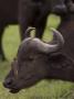 Red Billed Oxpecker, On An African Buffalo's Head by Beverly Joubert Limited Edition Print