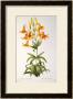 Lilium Penduliflorum, From Les Liliacees, 1811 by Pierre-Joseph Redouté Limited Edition Pricing Art Print