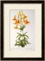 Lilium Penduliflorum, From Les Liliacees, 1811 by Pierre-Joseph Redoute Limited Edition Print
