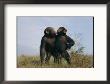 A Pair Of Orphan Chimpanzees by Michael Nichols Limited Edition Print