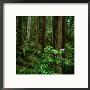Rhododendron Bush In Front Of Redwood Trees, Redwood National Park, Usa by Wes Walker Limited Edition Print