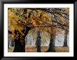 Autumn Foliage by Mattias Klum Limited Edition Print