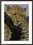 Close View Of Leopard Sleeping In Tree by Norbert Rosing Limited Edition Print