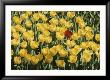 A Single Red Tulip Among Yellow Tulips by Ted Spiegel Limited Edition Pricing Art Print