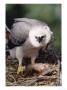 Harpy Eagle, 4 Month Old Eaglet With Prey, Tambopata River, Peruvian Amazon by Mark Jones Limited Edition Print