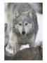 Wolf, Feeding, Scotland by Mark Hamblin Limited Edition Print
