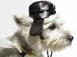 West Highland Terrier Wearing Aviator Cap And Scarf by Nick North Limited Edition Pricing Art Print