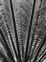 Giant Dioon by Leonard Gertz Limited Edition Pricing Art Print