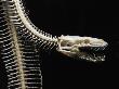 Snake Skeleton by Bernd Vogel Limited Edition Print