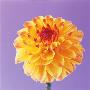 Dahlia by Heide Benser Limited Edition Print