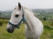 A White Horse In A Green Rolling Pasture, Donegal, Ireland by Gina Kelly Limited Edition Print