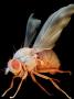 Fruit Fly by David Phillips Limited Edition Print