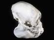 Male Wooly Monkey Skull (Lagothrix Lagothricha), Brazil, South America by Ken Lucas Limited Edition Print