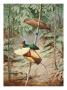 Male Magnificient Bird Of Paradise Dances On Sapling For Female by National Geographic Society Limited Edition Print