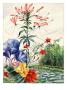 Portrait Of Flowers Native To South American Jungles by National Geographic Society Limited Edition Pricing Art Print