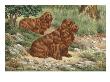Portrait Of Sussex Spaniels, Determined Hunters by National Geographic Society Limited Edition Pricing Art Print