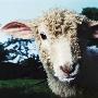 Lamb by Brian Summers Limited Edition Print