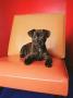 Puppy Sitting On Colored Vinyl Chair by Donna Wilding Limited Edition Pricing Art Print