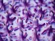 Purple Hyacinth by Clive Nichols Limited Edition Print