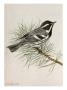 A Painting Of A Black-Throated Gray Warbler, Dendroica Nigrescens by Louis Agassiz Fuertes Limited Edition Print