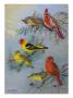 A Painting Of A Pyrrhuloxia And Two Species Of Tanager by Allan Brooks Limited Edition Print