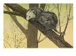 A Painting Of An Opossum Clinging To A Tree Branch by Louis Agassiz Fuertes Limited Edition Print