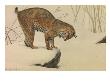 A Painting Of A Bobcat Looking Over The Edge Of A Snow-Covered Rock by Louis Agassiz Fuertes Limited Edition Pricing Art Print