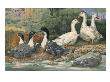 A Painting Of Blue Swedish Ducks And Aylesbury Ducks by Hashime Murayama Limited Edition Print