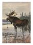 Painting Of A Moose Wading In A Lake And Eating Aquatic Plants by Louis Agassiz Fuertes Limited Edition Print