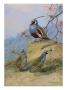 Painting Of Two Different Quail Species by Allan Brooks Limited Edition Print