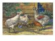 The South American Rumpless Lay Blue Eggs. by National Geographic Society Limited Edition Pricing Art Print