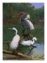 Snowy And Reddish Egrets. by National Geographic Society Limited Edition Print