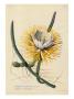 Botanical Print Of Queen Of The Night by Johann Wilhelm Weinmann Limited Edition Print