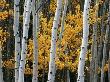 Yellow Leaves And White Tree Trunks by Pat O'hara Limited Edition Print