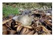 Southern Elephant Seal, Pup Amongst Beached Kelp, Campbell Island by Mark Jones Limited Edition Print