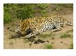 Leopard, Eating Hippo Dung, Mpumalanga, South Africa by Roger De La Harpe Limited Edition Print