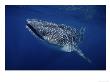 Whale Shark, Swimming, Australia by Gerard Soury Limited Edition Print