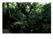 Rainforest, Gabon, Central Africa by Patricio Robles Gil Limited Edition Print