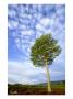 Scots Pine, Pinus Sylvestris Single Tree On Moor, Scotland by Mark Hamblin Limited Edition Pricing Art Print