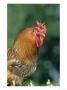 Cockerel, Uk by Mark Hamblin Limited Edition Print