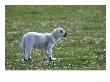 Young Lamb In Field Of Daisies, Scotland by Mark Hamblin Limited Edition Pricing Art Print