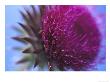 Musk Thistle, Close-Up Of Flower Head, Uk by Mark Hamblin Limited Edition Print