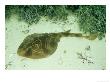 Fiddler Ray, Wool Bay, Australia by Karen Gowlett-Holmes Limited Edition Pricing Art Print